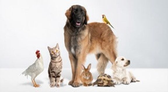 Dierenverzorging
