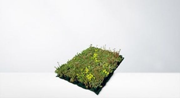 Groendak