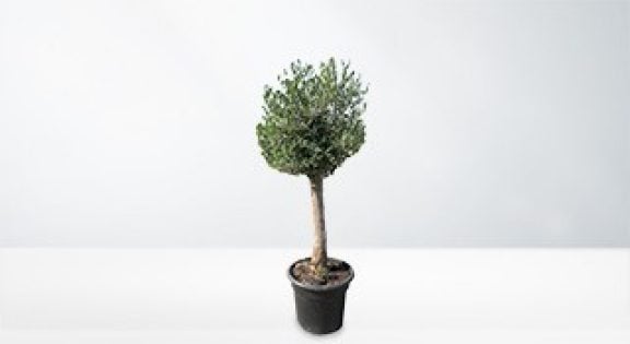 Levende planten