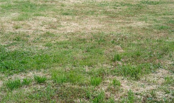 Gazon encore un peu vert après la sécheresse