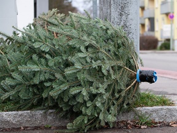 Sortir un vrai sapin de Noël