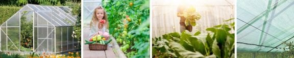 Planten kweken in een serre sfeerbeeld
