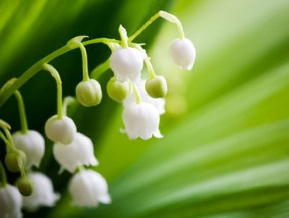 Fleurs