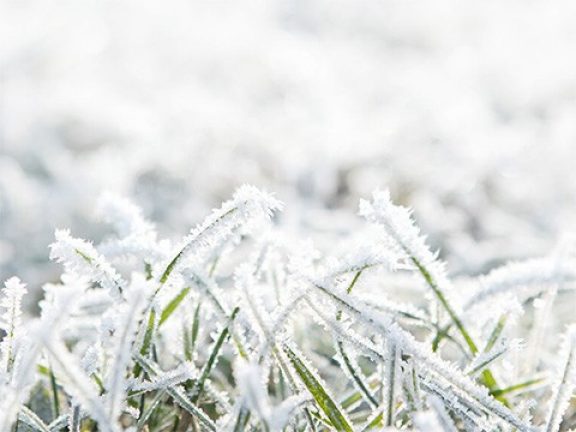 Gazon minimaal betreden tijdens winter