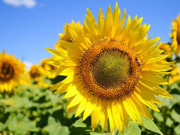 Tournesol