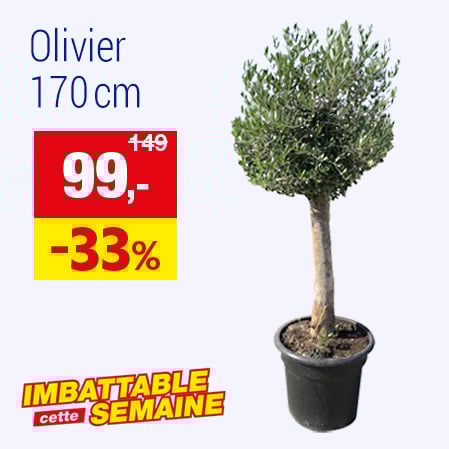 Olivier