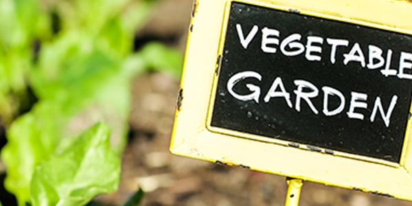 Jardiner au potager