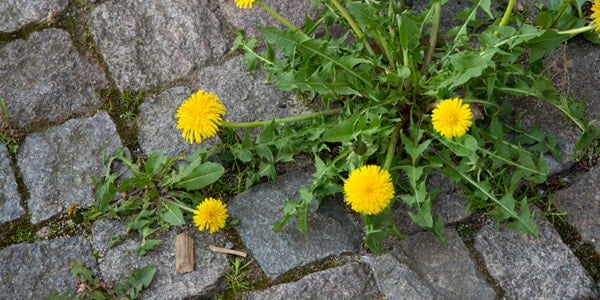 Éliminer les mauvaises herbes
