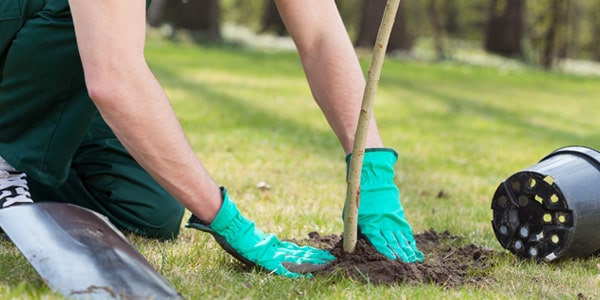 Planter et repiquer