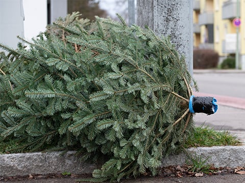 Sortir un vrai sapin de Noël