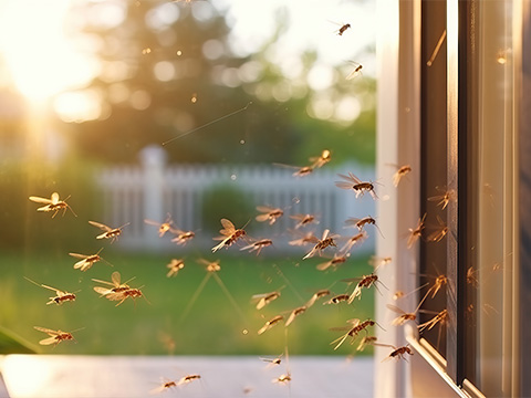 Lutter contre les insectes dans la maison