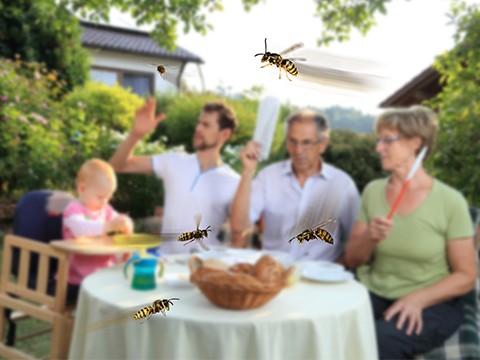 Guêpes autour de la table dans le jardin