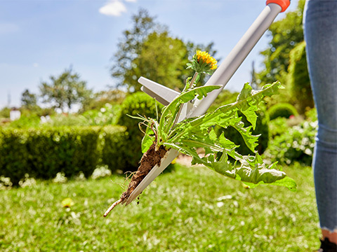 Arracher la mauvaise herbe avec le désherbeur