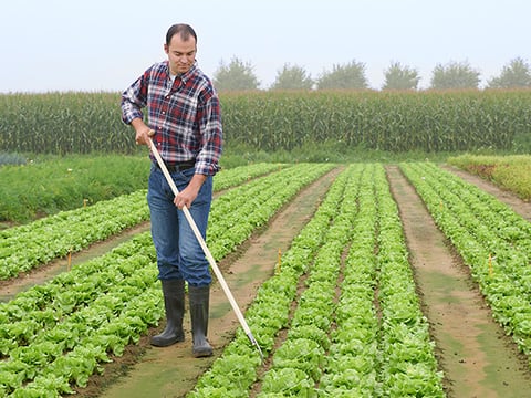 Biner les mauvaises herbes