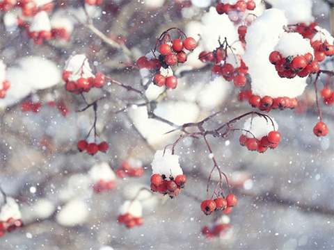 Hiver