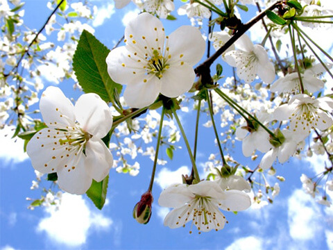 Fleurs