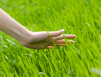 Herbe