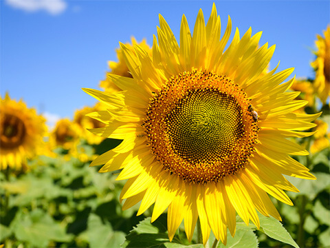 Tournesol
