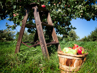 Récolte du potager