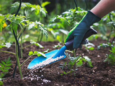 Zaden planten