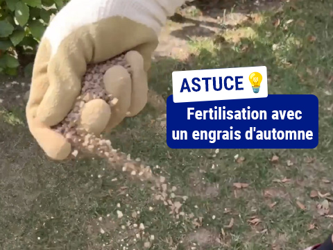 fertilisation
