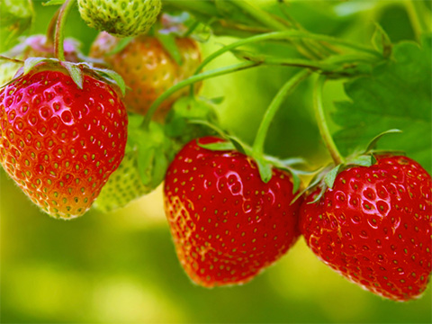 Entretien du jardin août
