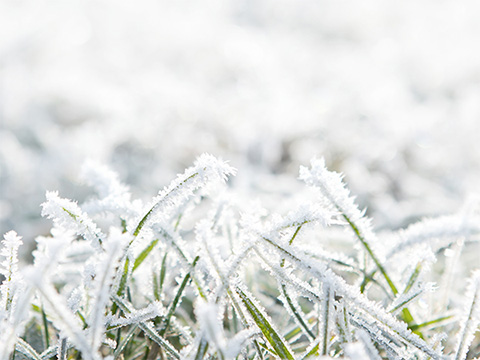 Gazon minimaal betreden tijdens winter