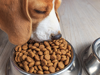 Nourriture pour animaux