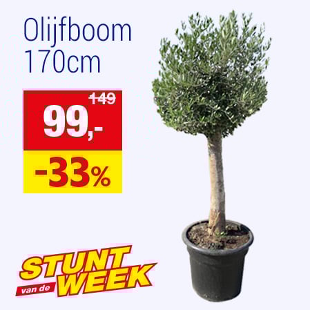 Olijfboom