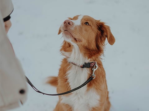 Dieren halsbanden en looplijnen