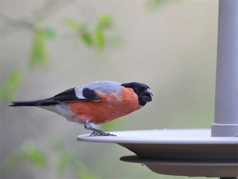 Voederhuisjes voor vogels