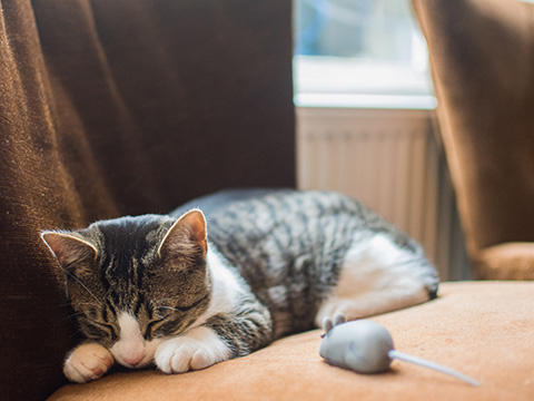 Dierenspeelgoed