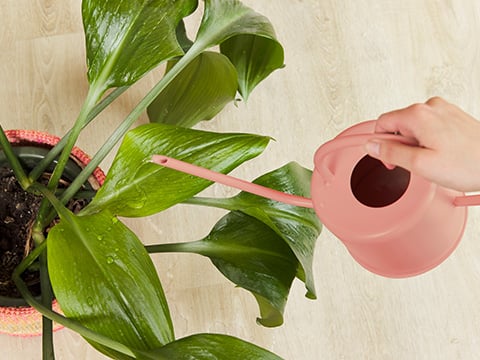 Vinylvoer