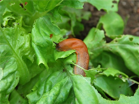 Slakken voorkomen en bestrijden in tuin
