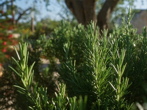 Niet-winterharde planten rozemarijn