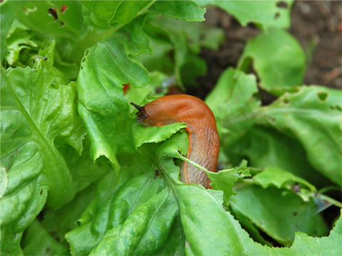 Slakken voorkomen en bestrijden in tuin