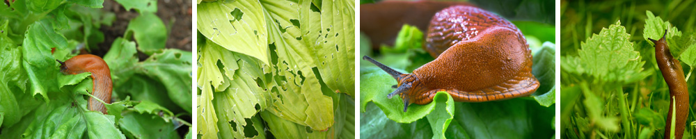 Slakken in de tuin
