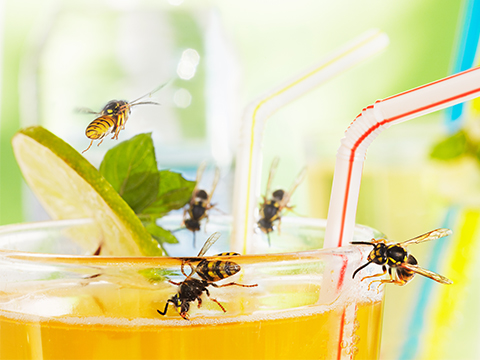 Wespen verjagen in drinken