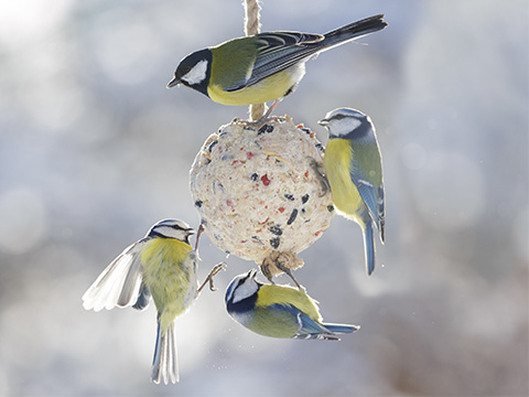 Wintervoer voor vogels
