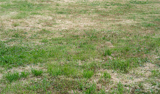 beetje groene gazon na droogte