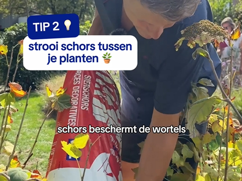 schors
