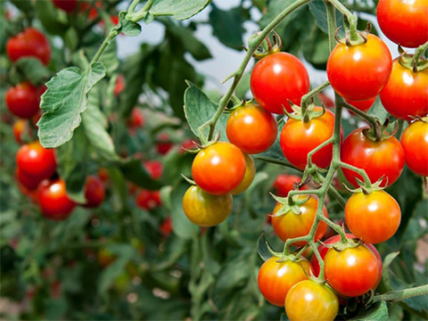 Tomaten oogsten