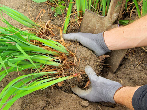 Aanplanten