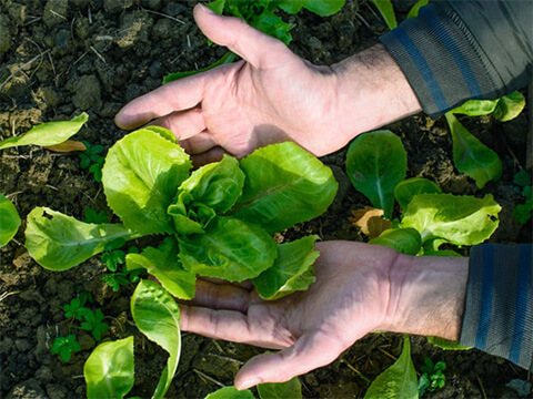 Kruiden moestuin