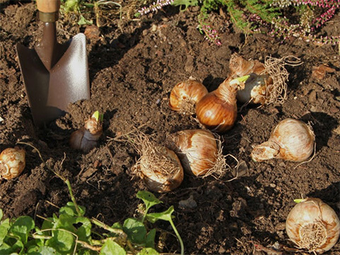 Aanplanten
