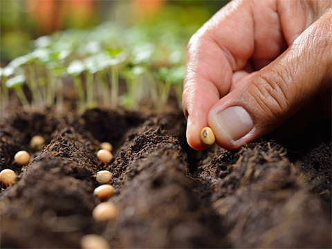 Moestuin