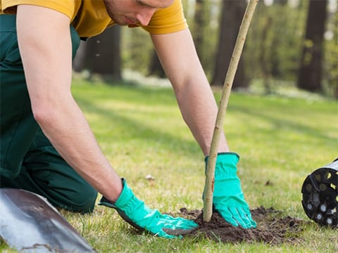 Aanplanten