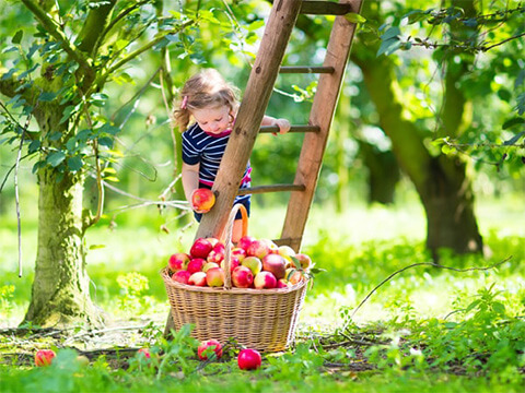 Moestuin appels plukken