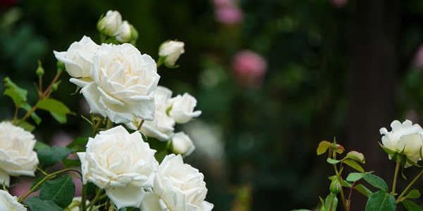 Rozen snoeien
