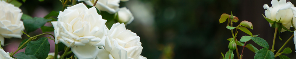 Rozen snoeien
